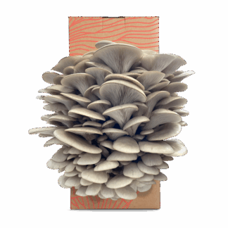 Fungimental - Grow Kit - Florida Oyster - 6x2.5kg