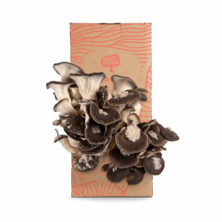 Fungimental - Grow Kit - Black Pearl Oyster - 6x2.5kg