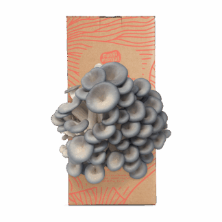 Fungimental - Grow Kit - Blue Oyster - 6x2.5kg