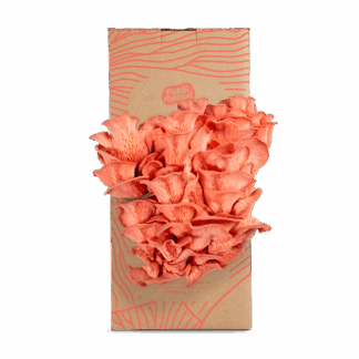 Fungimental - Grow Kit - Pink Oyster - 6x2.5kg